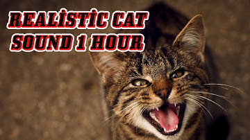 CAT MEOW SOUND / 1 Hour of Cat Meowing / REALİSTİC CAT SOUND 1 HOUR  [2023]