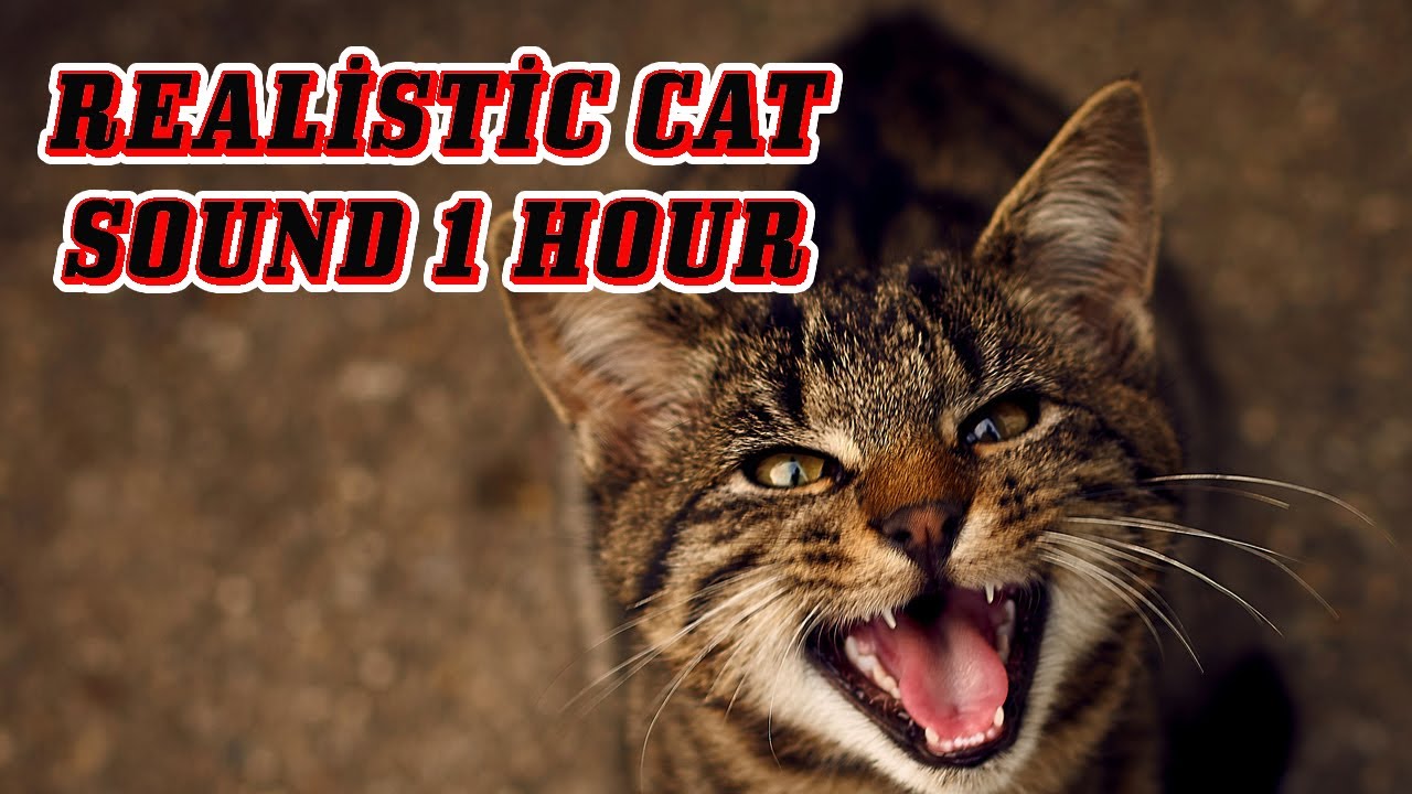 Angry cat meowing  Aggressive cat sound 1 hour 