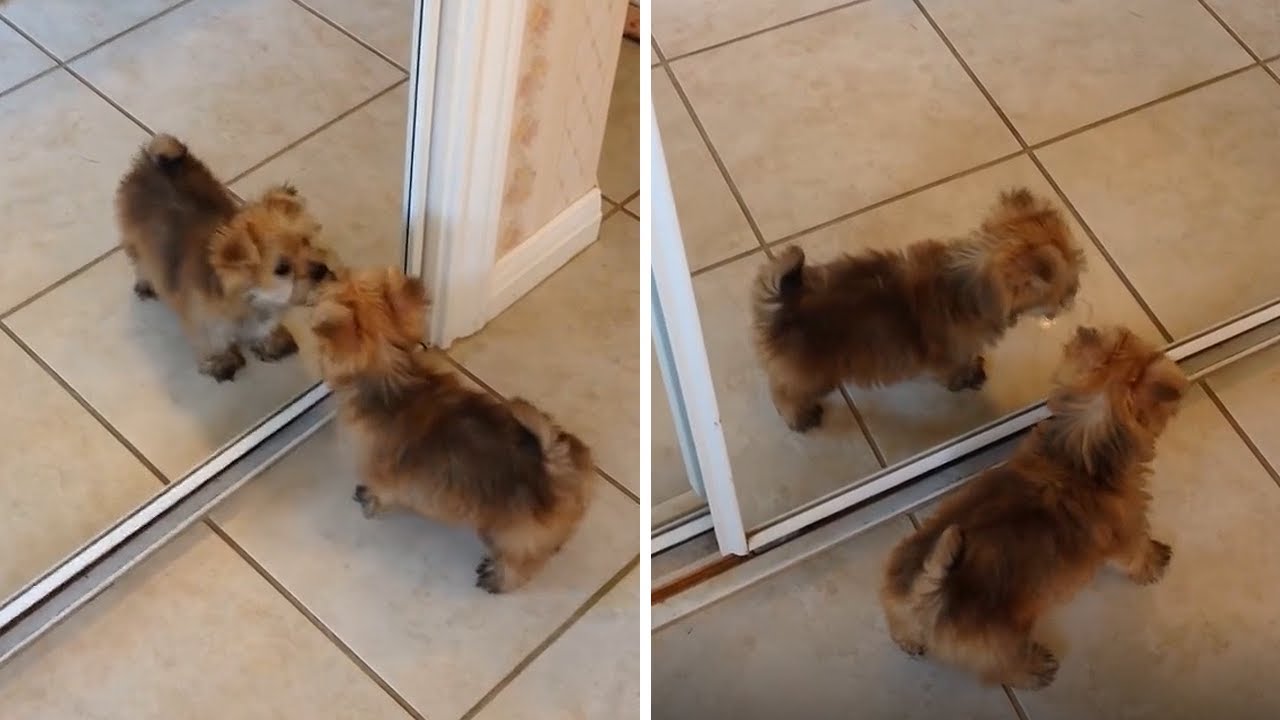 Dog Refection Puppy Discovers His Reflection In The Cutest Way - YouTube