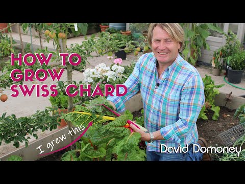 Video: Swiss Chard Winter Garden: Lær om overvintrende mangoldplanter