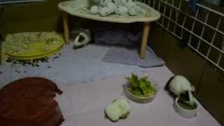 Popcorning Guinea pig by Shaila Ponce 27 views 10 years ago 1 minute, 27 seconds