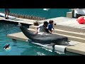 Delfinarios y Nado con Delfines