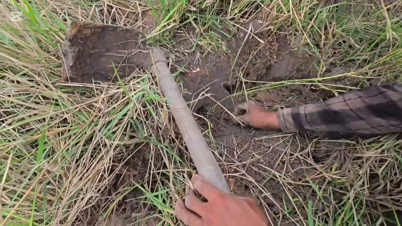 ទៅកាប់កណ្ដុរស្រែសំបូរណាស់