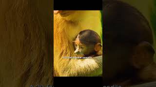 #animalshorts #WildlifeInAction #8kultrahd #animalkingdom #animals #epicanimals #wildlifeinaction