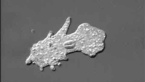 01 3 Crawling Amoeba