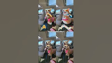 THE CUTEST THING EVER!  ❤️✨️ #CapCut #buildabear #squishmallows #stuffedanimalfilter #shorts