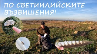 ЧЕРЕПИ, КЕРКЕНЕЗИ И СЕНОЯДИ SKULLS, KESTRELS AND BARKLICE #animals #nature #birds