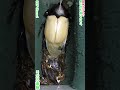 【普通は縦だろ！！横型蛹室で大丈夫なのか？】カブトムシの羽化の瞬間【ヤマトカブト】【国産】
