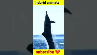 hybrid animals made in lab hindi ? #shorts #hybridanimals 