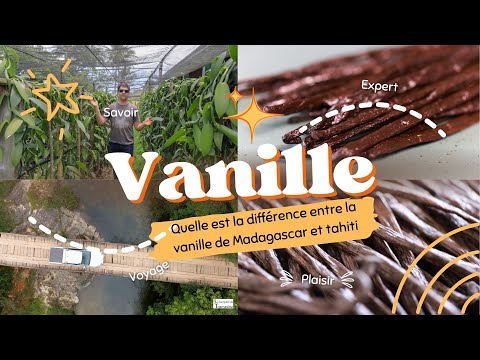 Quelle est la différence entre la vanille de Madagascar et de Tahiti ? Planifolia vs Tahitensis
