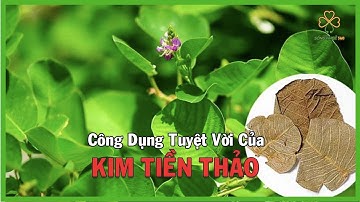 Công Dụng Của Vị Thuốc Kim Tiền Thảo I Kim Tiền Thảo Chữa Sỏi Thận I Sống Khỏe 360
