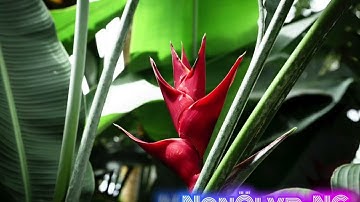 NanolvrNc -- Eni a treijepin la nöjeng