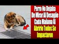 Perro No Dejaba De Mirar Al Desagüe Cada Mañana. Al Abrirlo Todos Se Impactaron.