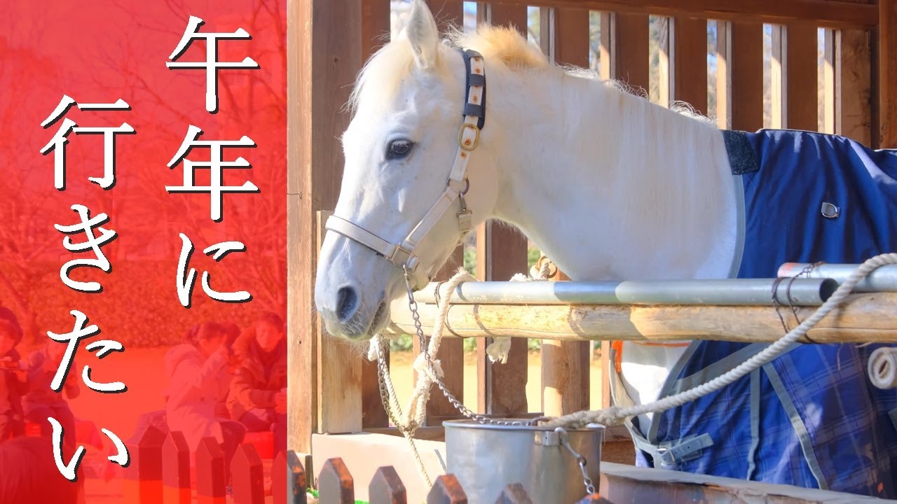 【2026年・午年】京都の馬にゆかりのある神社4選！初詣で行きたい最強パワースポット