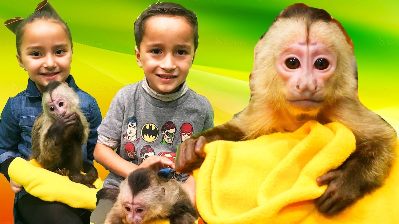 CONOCIMOS A UN CHANGO EN LA JUNGLA DE TIMO | PLAYWORLDTV