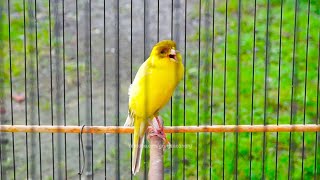 Masteran Burung Kenari Lagu Mewah Durasi Panjang! Cocok Buat Kenari Paud Biar Punya Lagu Istimewa