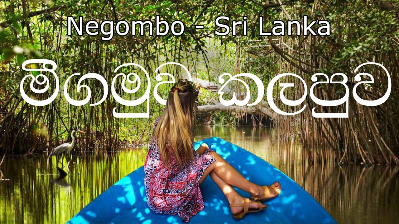 මිගමුව කලපුවේ බෝට්ටුවෙන් රවුමක්  #srilanka #travel #trending #srilanka #negombo