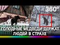 Нашествие медведей на Кузбасс: голодные животные после спячки нападают на людей и помойки