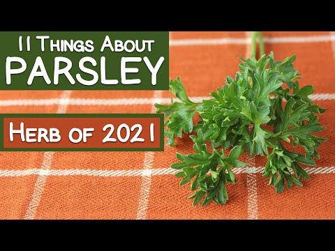 11 Things About Parsley, Named Herb of 2021