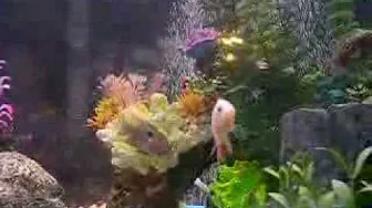 fish pics n videos 011.mov