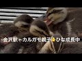 1週間でこんなに大きく⁉︎🐥のんびり可愛いカルガモ親子【金沢駅西口】#shorts #癒し
