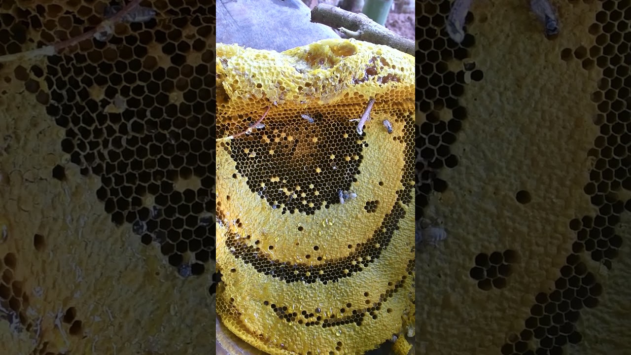 Wow Sweet Honey Bee #wildlife #photography #beehive #natural