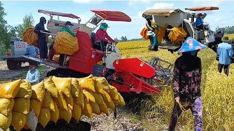 máy cắt 120 trung quốc cắt lúa năm không 4 rất nhanh giá lúa 7500₫K tập94 #maibangtv