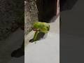 parrot sound #shortvideo #viralvideo #viral