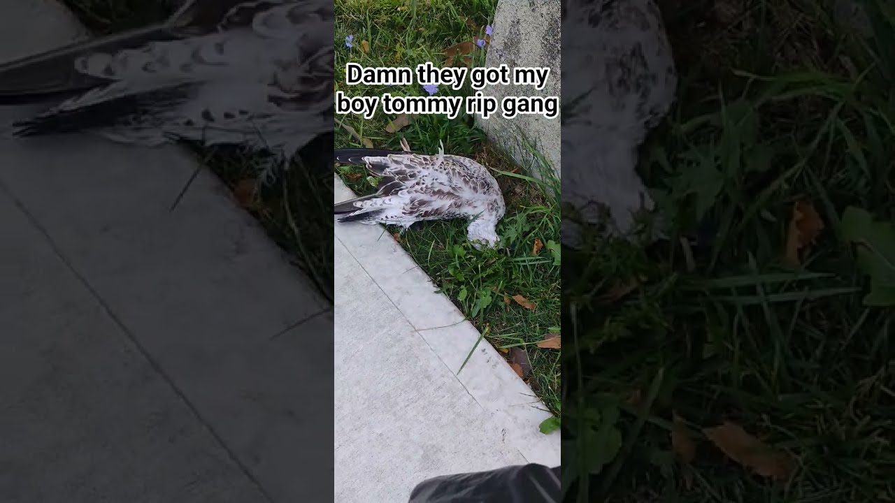  Plslikeandsubscribe Comedy Helpmemakethismakesense Funny Comedys Butifyoucloseyoureyes