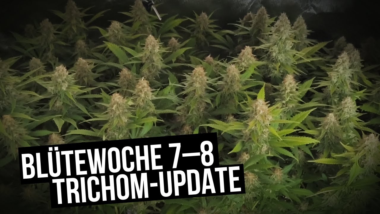 Die Ernte rückt näher – so sehen die Trichome jetzt aus!