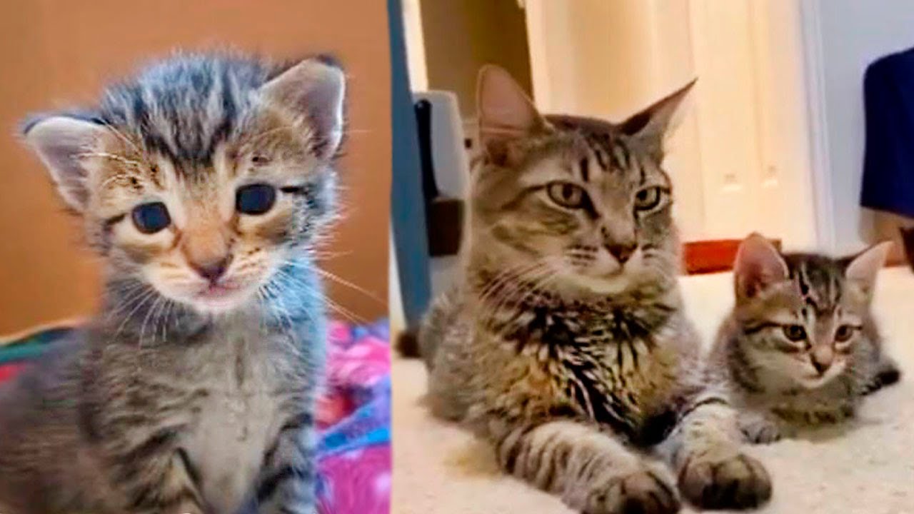 A Pregnant Stray Cat Kept Purring And Asking For Help YouTube a-pregnant-stray-cat-kept-purring-and-asking-for-help-youtube
