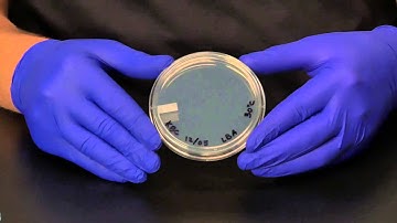 Instructional Video - Isolation Streak Plate