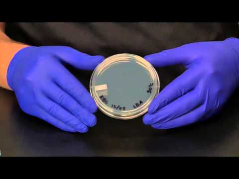 Instructional Video - Isolation Streak Plate