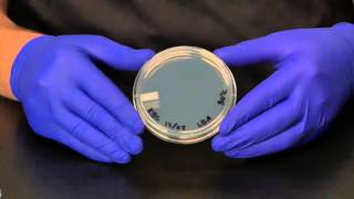 Instructional Video - Isolation Streak Plate