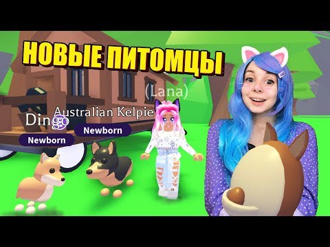 Новые питомцы из АВСТРАЛИИ! Кто попадётся? Adopt me roblox