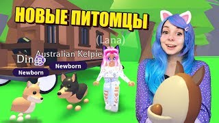 Новые питомцы из АВСТРАЛИИ! Кто попадётся? Adopt me roblox