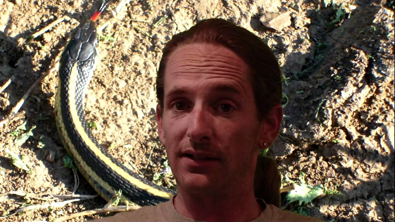 snake oil Reptile News: 10 foot Bull Snake's foiled plan