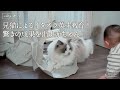 【日常】赤ちゃんに兄猫がイタズラの英才教育！｜ラグドール猫 #112