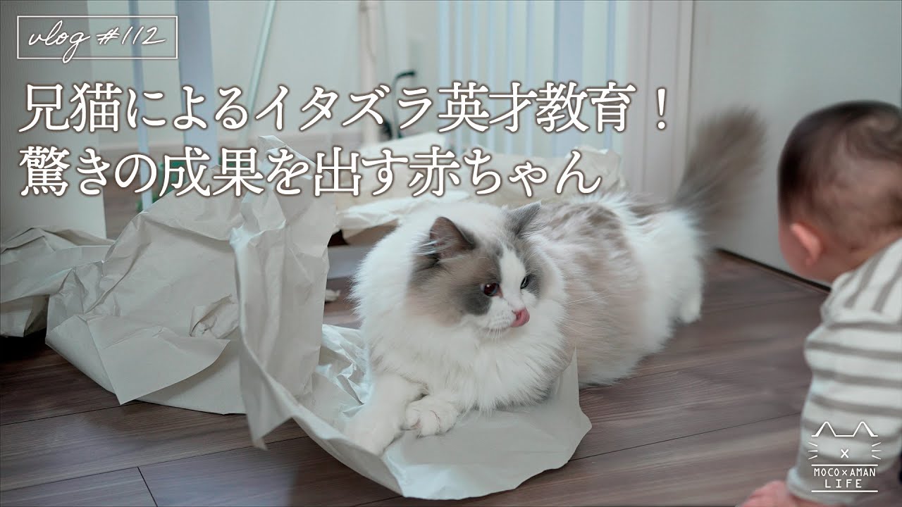 日常】赤ちゃんに兄猫がイタズラの英才教育！｜ラグドール猫 #112