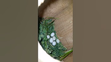 white java / silver java  eggs #ghazi birds #mashallah #love bird