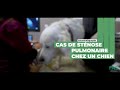Cas clinique fas n4  cas de stnose pulmonaire chez un chien cho cardio