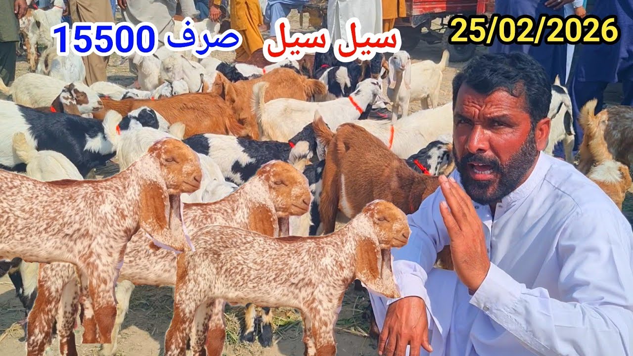 25 February 2026بکرا منڈی ڈیرہ غازی خان علی گوٹ فارم کال نمبر 03127009575