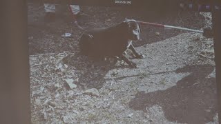 Testimony Begins In Trial Over 2024 Fatal Dog Attack In Longview