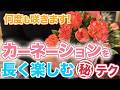 【意外と知らない】カーネーションを長く楽しむ方法【初心者向け】【母の日】