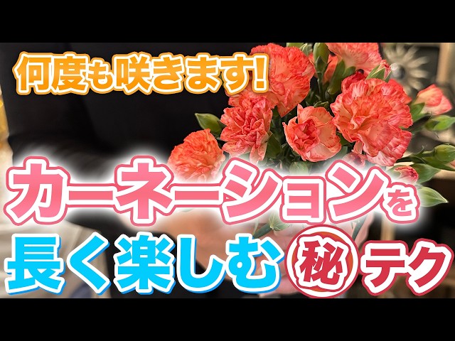 Surprisingly unknown] How to enjoy carnations for a long time [For
