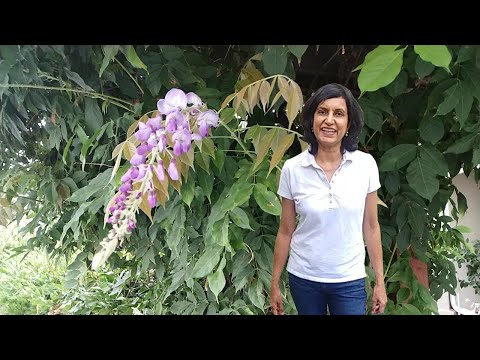 Video: Wisteria Sucker Transplant - Lær om flytning af Wisteria-skud