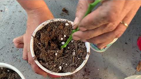 Propagate kaffir lime tree.