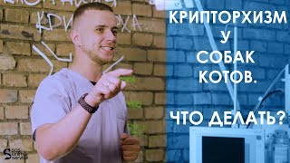 Кастрация крипторха. Крипторхизм у котов и собак Кастрация крипторха. Крипторхизм у котов и собак