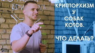 Кастрация кота, собаки крипторха. Крипторхизм у кота и собаки - все, что нужно знать владельцу