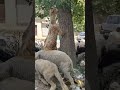 This goat really thinks it’s Spider-Man 😱🐐🌳 #animals #goat #hesaidshesaidloveinabundance #farming